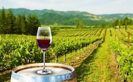 Vineyards & Wine tourism