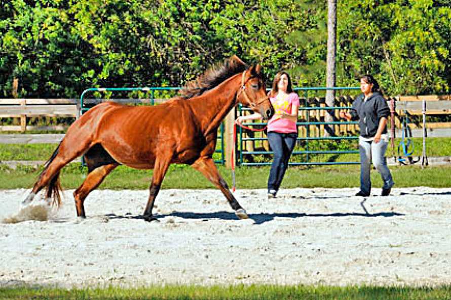 Southern Palm Bed and Breakfast