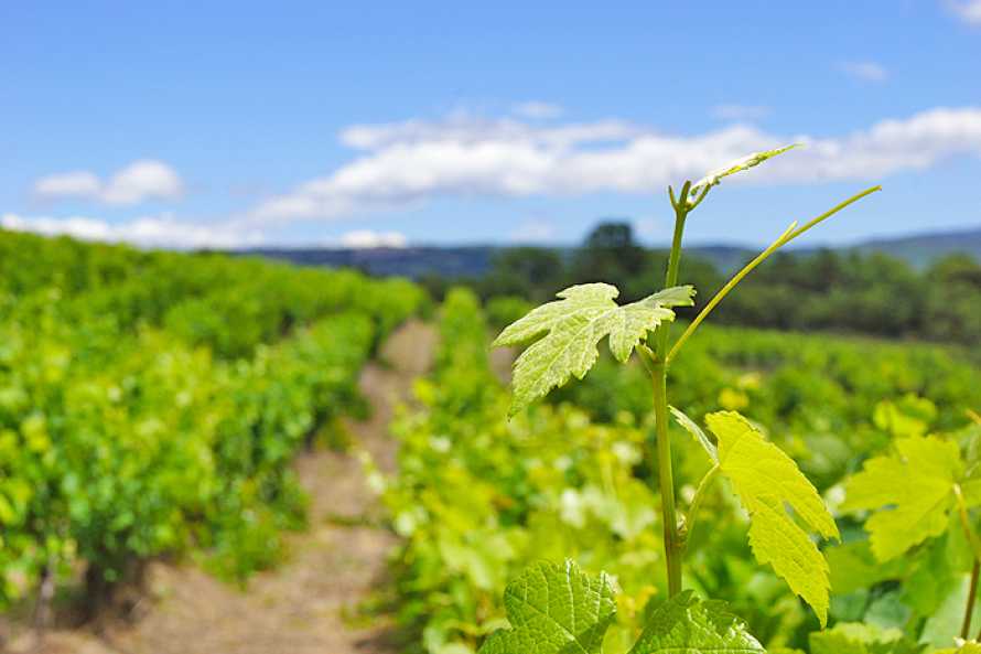 Vignes