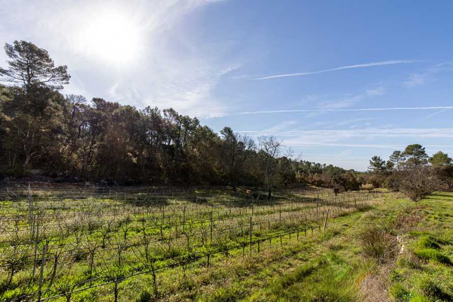 Le vignoble du domaine