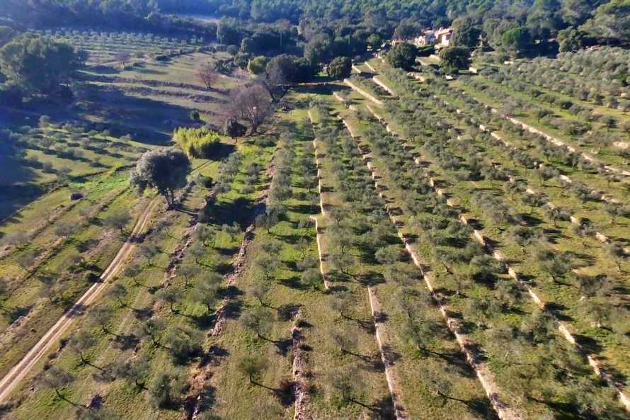Stroll in the middle of the olive grove