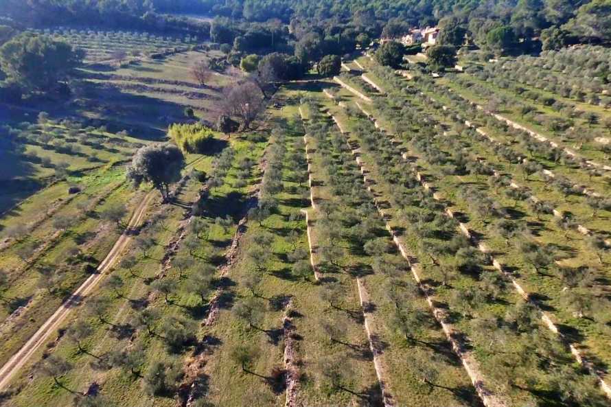 Stroll in the middle of the olive grove