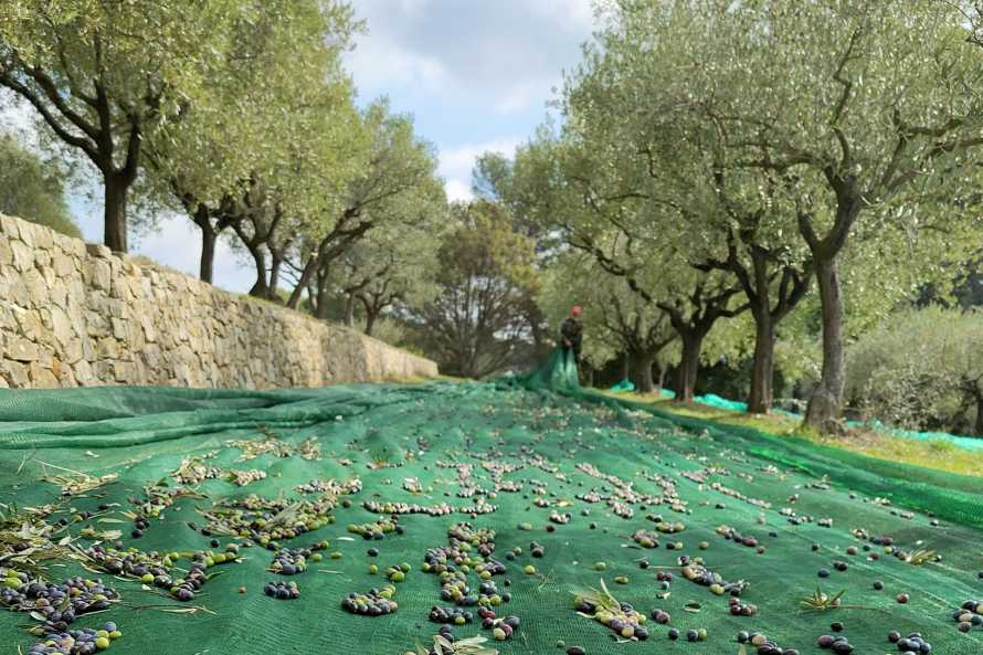 The olive harvest.
