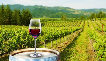 Vineyards & Wine tourism