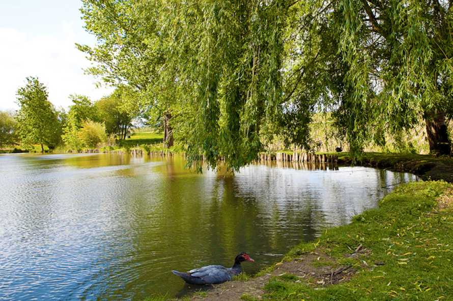 Ponds