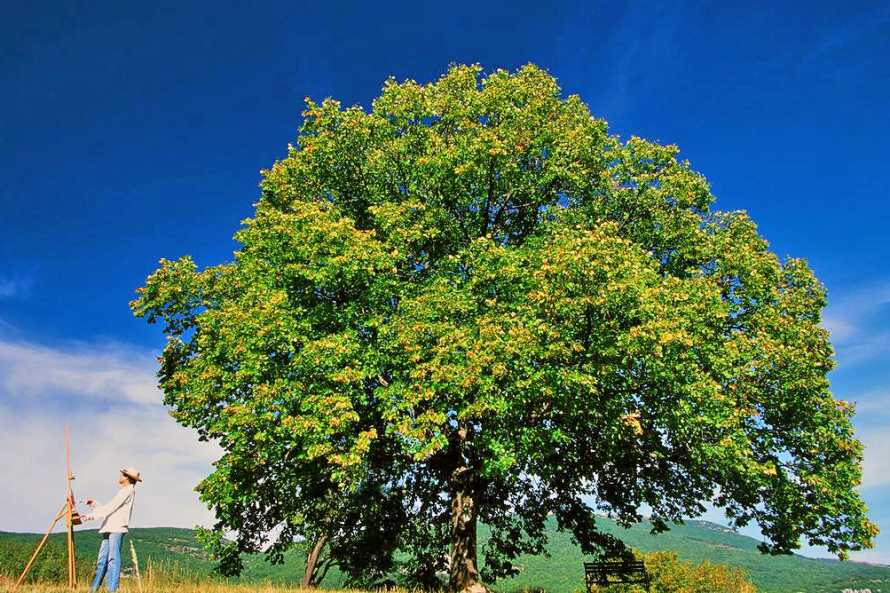 chambres d'h&ocirc;tes La Honas