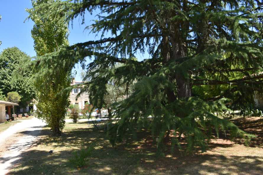L'AUBIER DU TILLEUL